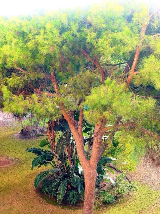 Precioso Estudio Con Piscina A 200M Del Mar Marbella Dış mekan fotoğraf